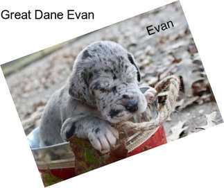 Great Dane Evan