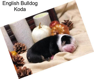 English Bulldog Koda