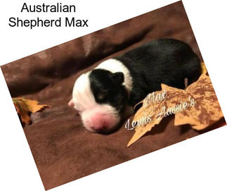 Australian Shepherd Max
