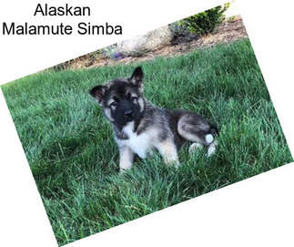 Alaskan Malamute Simba