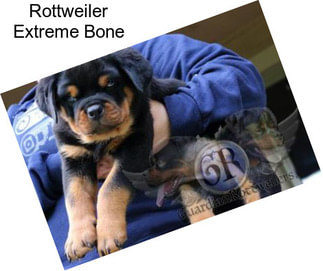 Rottweiler Extreme Bone