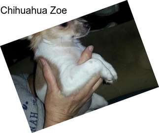 Chihuahua Zoe