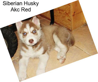 Siberian Husky Akc Red
