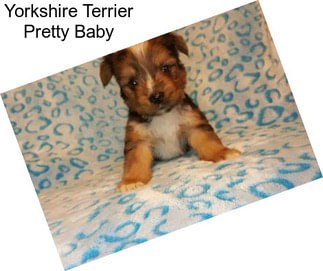 Yorkshire Terrier Pretty Baby