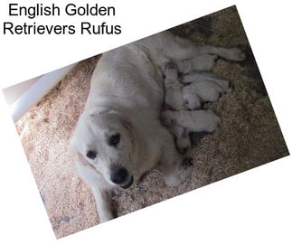 English Golden Retrievers Rufus