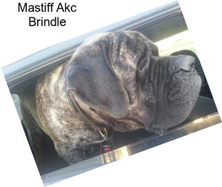 Mastiff Akc Brindle