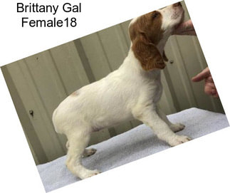 Brittany Gal Female18