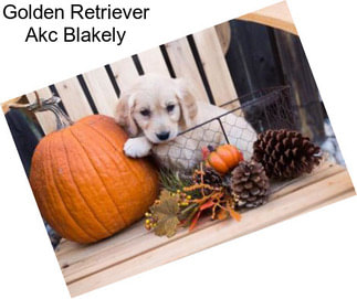 Golden Retriever Akc Blakely