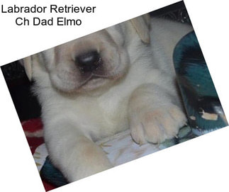 Labrador Retriever Ch Dad Elmo