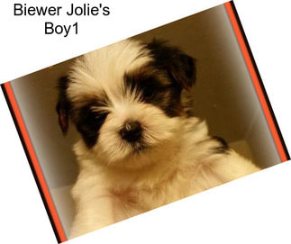 Biewer Jolie\'s Boy1