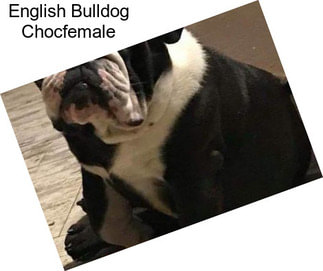 English Bulldog Chocfemale