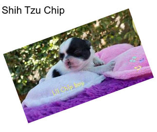 Shih Tzu Chip