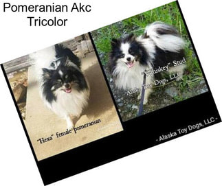 Pomeranian Akc Tricolor