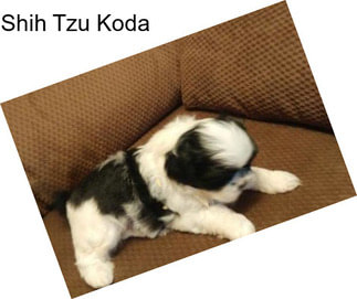 Shih Tzu Koda