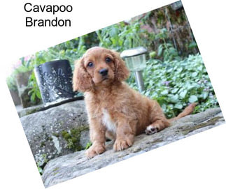 Cavapoo Brandon