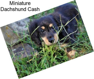 Miniature Dachshund Cash