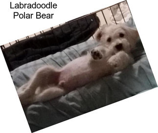 Labradoodle Polar Bear