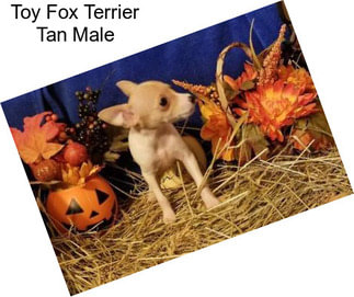 Toy Fox Terrier Tan Male