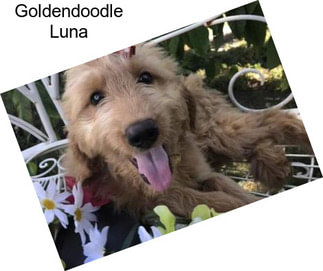 Goldendoodle Luna