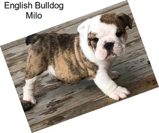 English Bulldog Milo