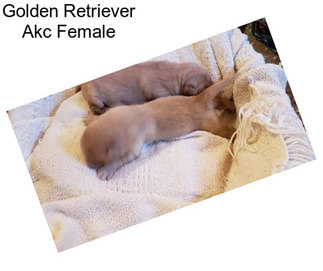 Golden Retriever Akc Female