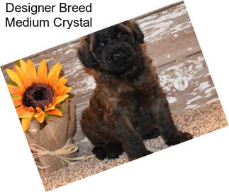 Designer Breed Medium Crystal