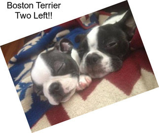 Boston Terrier Two Left!!