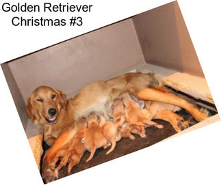 Golden Retriever Christmas #3