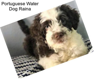 Portuguese Water Dog Raina