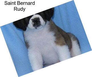 Saint Bernard Rudy