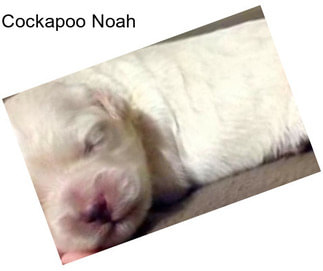 Cockapoo Noah