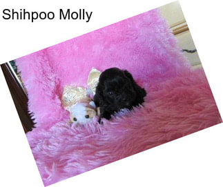 Shihpoo Molly