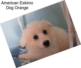 American Eskimo Dog Orange