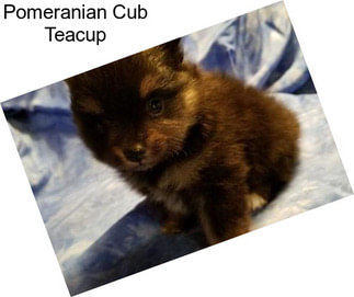 Pomeranian Cub Teacup