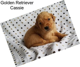 Golden Retriever Cassie