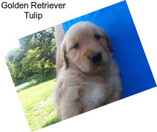 Golden Retriever Tulip