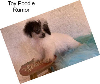 Toy Poodle Rumor