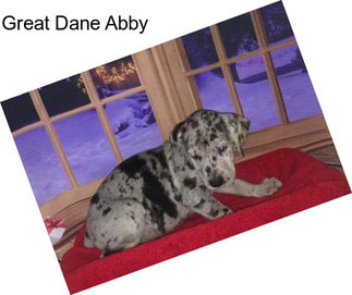 Great Dane Abby