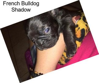 French Bulldog Shadow