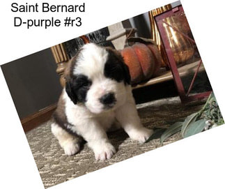 Saint Bernard D-purple #r3