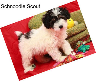 Schnoodle Scout