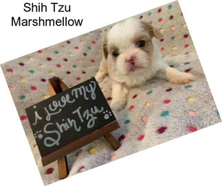 Shih Tzu Marshmellow