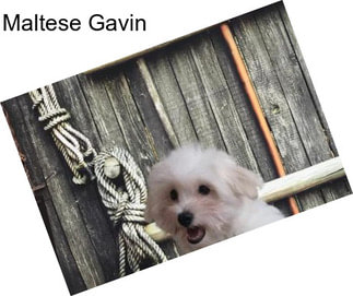 Maltese Gavin