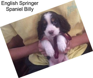 English Springer Spaniel Billy