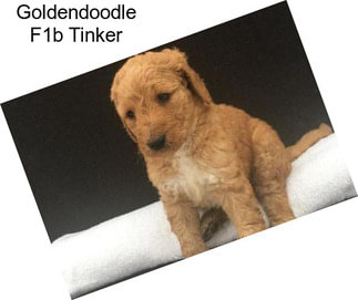 Goldendoodle F1b Tinker