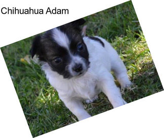 Chihuahua Adam