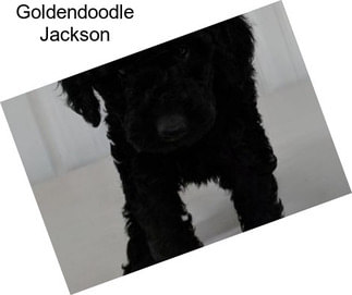 Goldendoodle Jackson