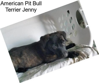 American Pit Bull Terrier Jenny