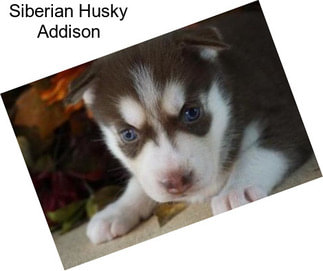 Siberian Husky Addison