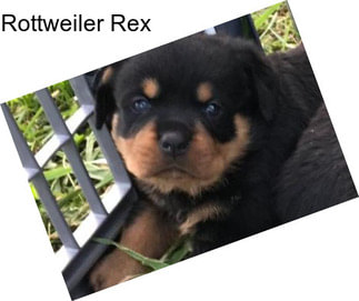 Rottweiler Rex